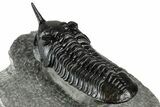 Morocconites Trilobite Fossil - Top Quality Specimen #355768-4